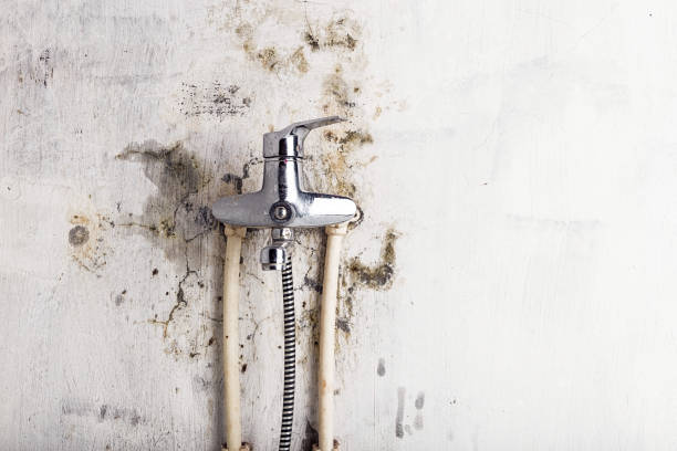 Best Residential Mold Removal  in Milan, TN