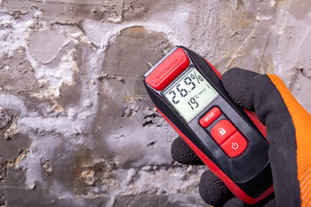 Best Mold Damage Repair  in Milan, TN