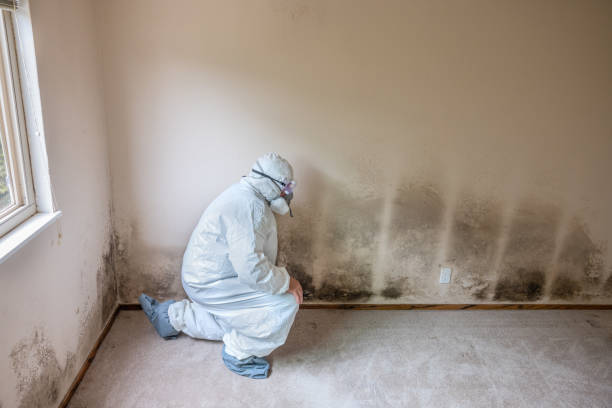 Best Certified Mold Removal  in Milan, TN